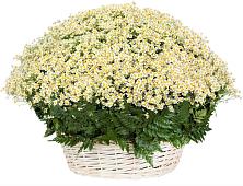 Цветочная композиция из Ромашки в корзине #REPLACE_PRED# Высоковске